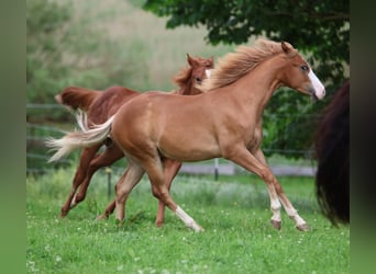 American Paint Horse, Stallion, 1 year, 15.1 hh, Chestnut-Red