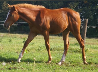 American Paint Horse, Stallion, 1 year, 15.1 hh, Chestnut-Red