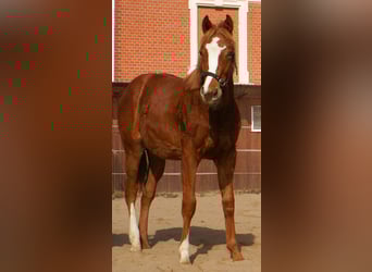 American Paint Horse, Stallion, 1 year, 15.1 hh, Chestnut