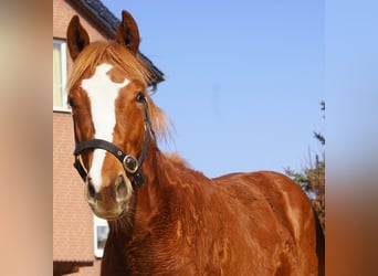 American Paint Horse, Stallion, 1 year, 15.1 hh, Chestnut