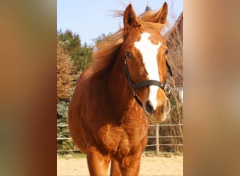 American Paint Horse, Stallion, 1 year, 15.1 hh, Chestnut