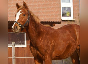 American Paint Horse, Stallion, 1 year, 15.1 hh, Chestnut