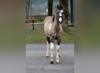 American Paint Horse, Stallion, 1 year, 15.1 hh, Grullo
