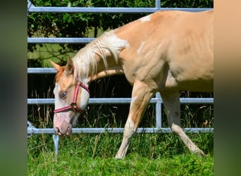 American Paint Horse, Stallion, 1 year, 15.1 hh, Pinto