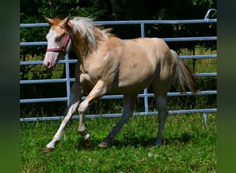 American Paint Horse, Stallion, 1 year, 15.1 hh, Pinto
