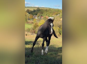 American Paint Horse, Stallion, 1 year, 15 hh, Black