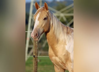 American Paint Horse, Stallion, 1 year, 15 hh, Champagne