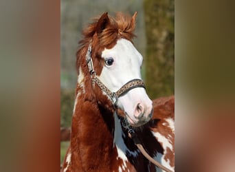 American Paint Horse, Stallion, 1 year, 15 hh, Overo-all-colors