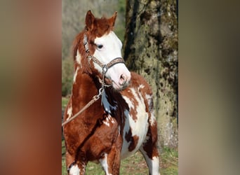 American Paint Horse, Stallion, 1 year, 15 hh, Overo-all-colors