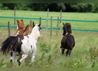 American Paint Horse, Stallion, 1 year, 15 hh, Overo-all-colors