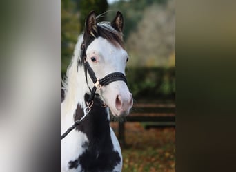 American Paint Horse, Stallion, 1 year, 15 hh, Overo-all-colors