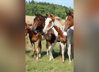 American Paint Horse, Stallion, 1 year, 15 hh, Overo-all-colors