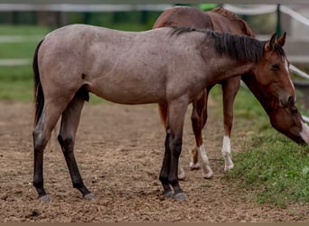 American Paint Horse, Stallion, 1 year, 15 hh, Roan-Bay