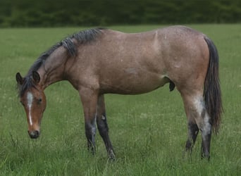 American Paint Horse, Stallion, 1 year, 15 hh, Roan-Bay