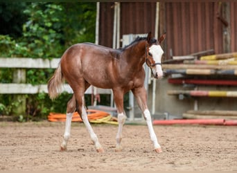 American Paint Horse, Stallion, 1 year, Overo-all-colors