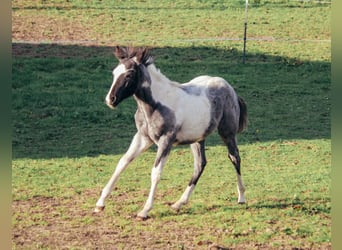 American Paint Horse, Stallion, 1 year, Roan-Blue
