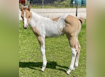 American Paint Horse, Stallion, 1 year, Tobiano-all-colors