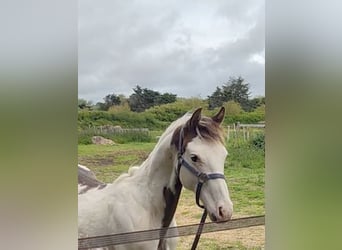 American Paint Horse, Stallion, 1 year, Tovero-all-colors