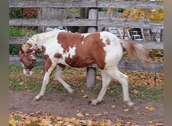 American Paint Horse, Stallion, 1 year, Tovero-all-colors