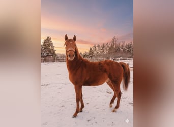 American Paint Horse Mix, Stallion, 2 years, 13.1 hh, Chestnut-Red