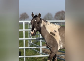 American Paint Horse, Stallion, 2 years, 14.1 hh, Tobiano-all-colors