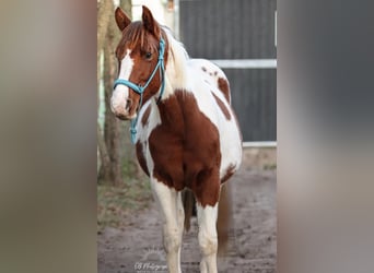 American Paint Horse, Stallion, 2 years, 14.2 hh, Tobiano-all-colors