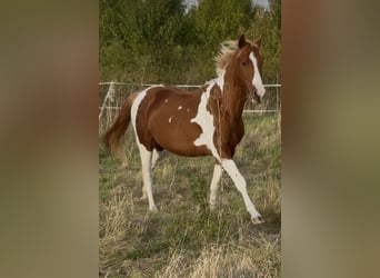 American Paint Horse, Stallion, 2 years, 14.2 hh, Tobiano-all-colors