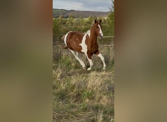 American Paint Horse, Stallion, 2 years, 14.2 hh, Tobiano-all-colors