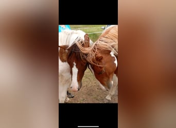 American Paint Horse, Stallion, 2 years, 14.2 hh, Tobiano-all-colors