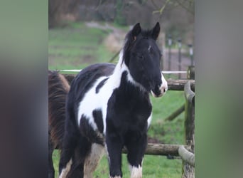American Paint Horse, Stallion, 2 years, 14.3 hh, Black