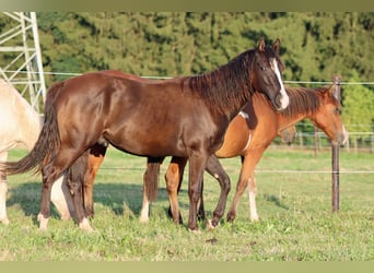 American Paint Horse, Stallion, 2 years, 14,2 hh, Black
