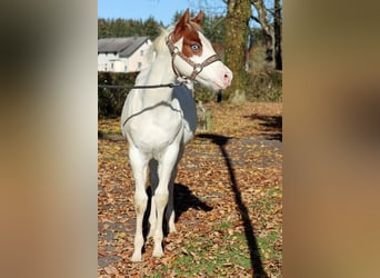 American Paint Horse, Stallion, 2 years, 14,2 hh, Overo-all-colors