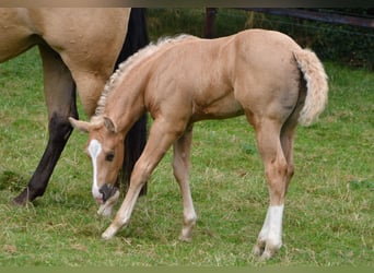 American Paint Horse, Stallion, 2 years, 14,2 hh, Palomino