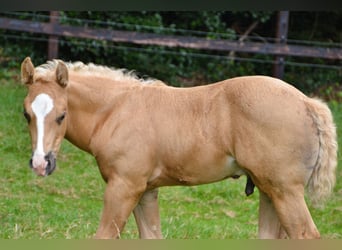 American Paint Horse, Stallion, 2 years, 14,2 hh, Palomino