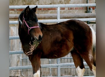 American Paint Horse, Stallion, 2 years, 14,2 hh, Tobiano-all-colors