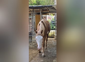 American Paint Horse, Stallion, 2 years, 14,3 hh, Chestnut-Red