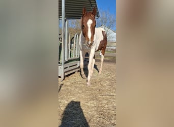 American Paint Horse, Stallion, 2 years, 14,3 hh, Pinto