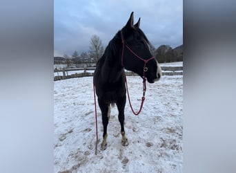 American Paint Horse, Stallion, 2 years, 15,2 hh, Brown