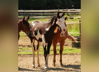 American Paint Horse, Stallion, 2 years, 15,2 hh, Overo-all-colors