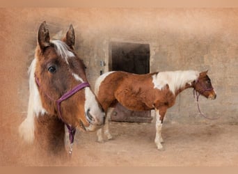 American Paint Horse, Stallion, 2 years, Tobiano-all-colors