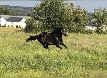 American Paint Horse, Stallion, 3 years, 14.1 hh, Bay-Dark