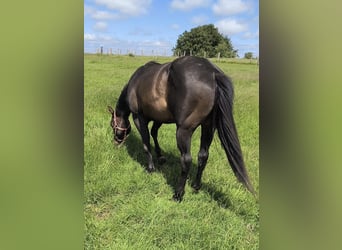 American Paint Horse, Stallion, 3 years, 14.1 hh, Bay-Dark
