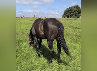 American Paint Horse, Stallion, 3 years, 14.1 hh, Bay-Dark