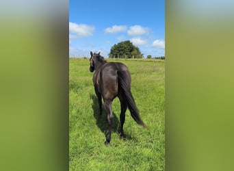 American Paint Horse, Stallion, 3 years, 14.1 hh, Bay-Dark