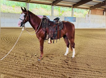 American Paint Horse, Stallion, 3 years, 14.1 hh, Chestnut-Red