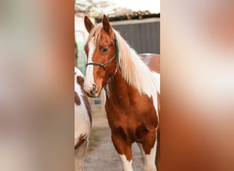 American Paint Horse, Stallion, 3 years, 14.2 hh, Chestnut-Red