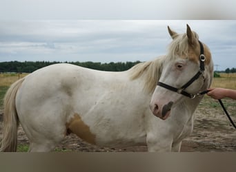 American Paint Horse, Stallion, 3 years, 15.1 hh, Tovero-all-colors