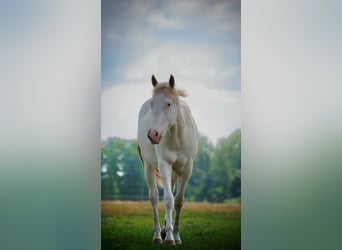 American Paint Horse, Stallion, 3 years, 15.1 hh, Tovero-all-colors