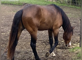 American Paint Horse, Stallion, 3 years, 15.2 hh, Overo-all-colors
