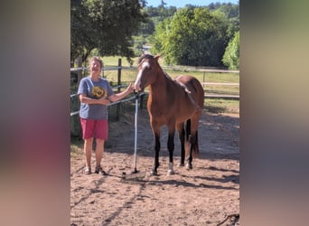 American Paint Horse, Stallion, 3 years, 15.2 hh, Overo-all-colors